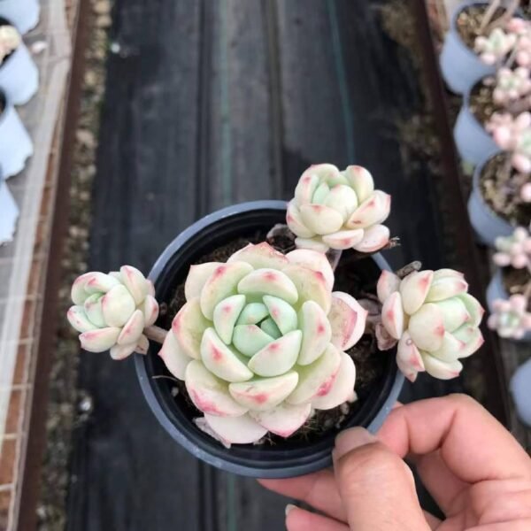 050.'Pudgye'