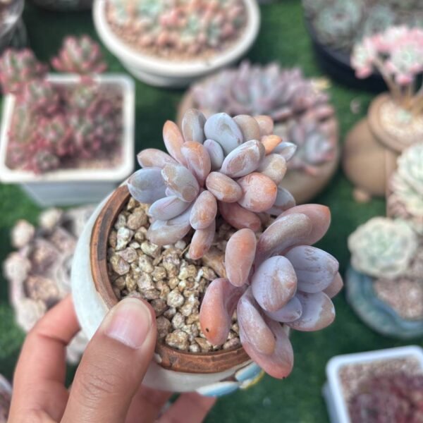 343.Echeveria: ‘Pink Rabbit’