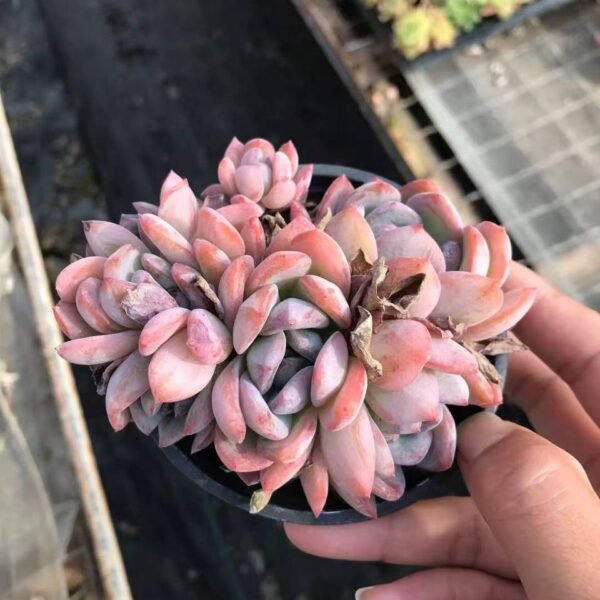 051.Echeveria 'Star Mark