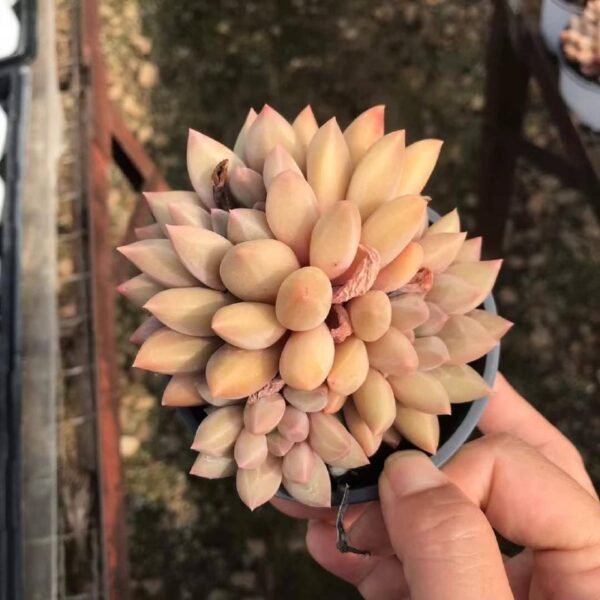 053.Echeveria 'Crystal Ball
