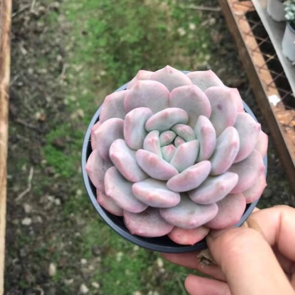 056.Echeveria 'Ariel'
