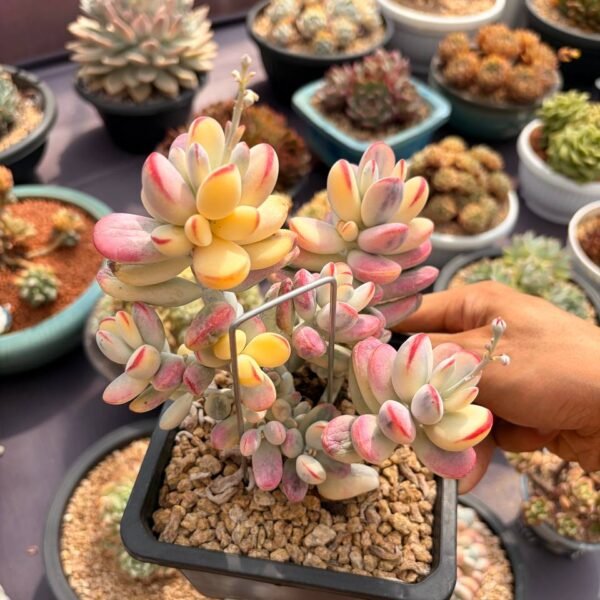 269.Cotyledon orbiculata ‘Oophylla Variegata’