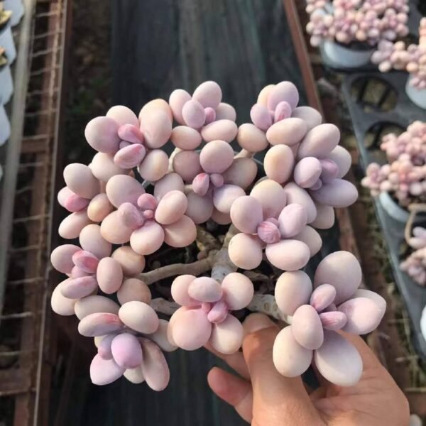 057.Graptopetalum amethystinum