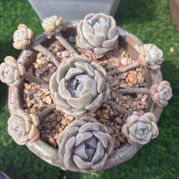 344.Echeveria 'Tynie Burger'