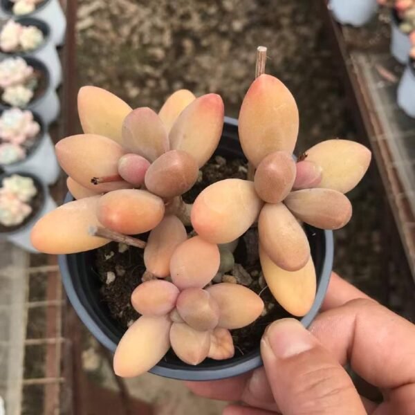 061.Echeveria 'Candy Beauty'