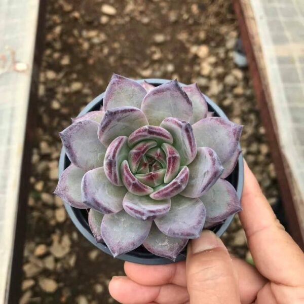 064.Echeveria 'Black Knight'