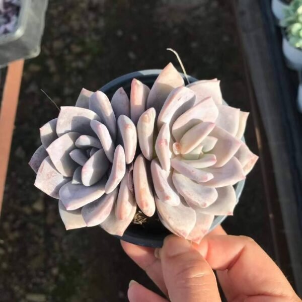 065.Echeveria 'Ling Snow