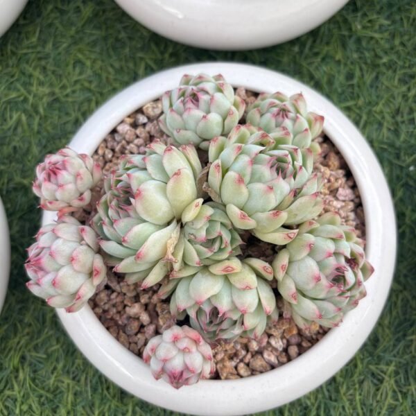 257.麦秆