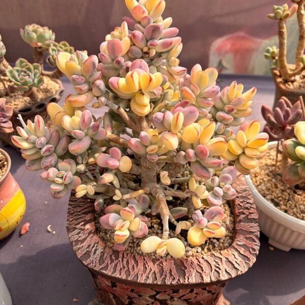 270.Cotyledon orbiculata ‘Oophylla Variegata’