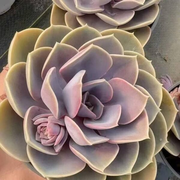 068.Echeveria 'Perle von Nürnberg