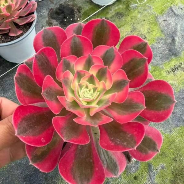 069.Aeonium 'Pink Witch