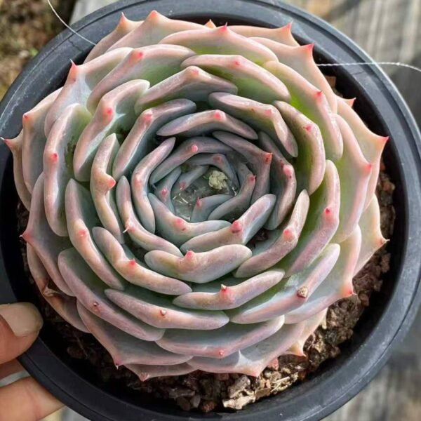 071.Echeveria 'Pikachu