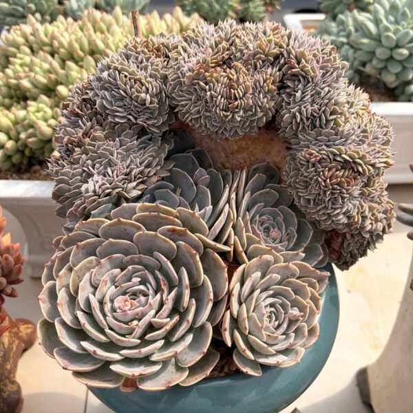 331.Echeveria ‘Tianci’