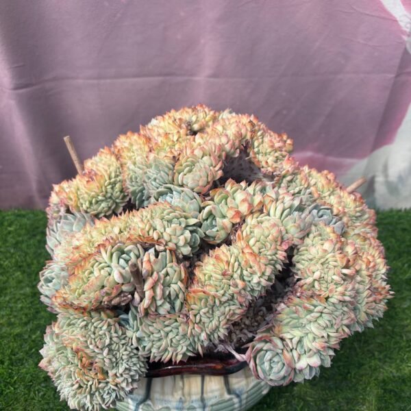 345.Echeveria 'Sasa'