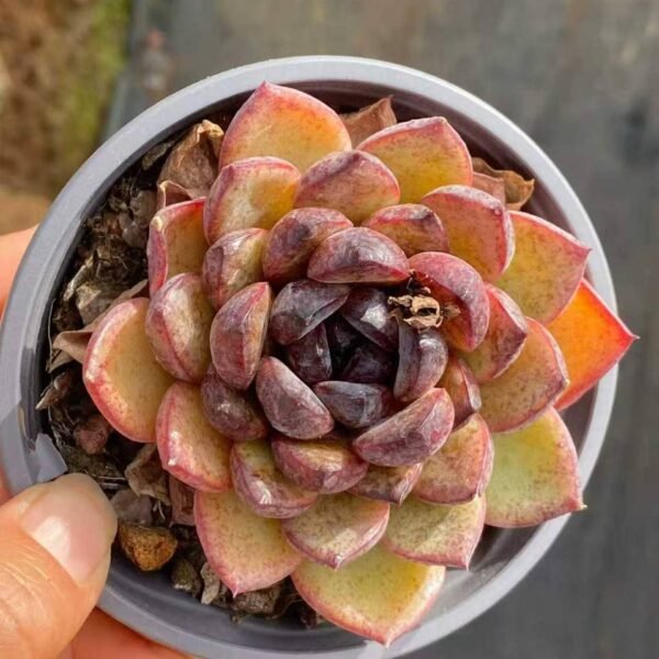 072.Echeveria: ‘Black Crystal’