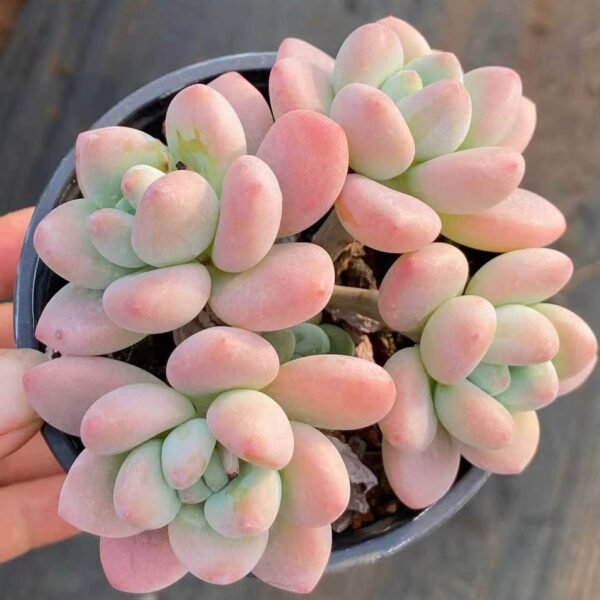 073.× Graptosedum