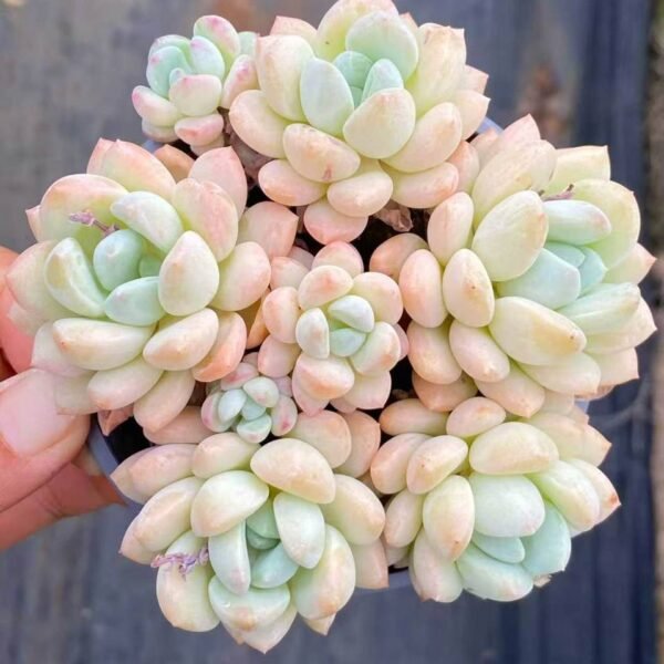 074.Echeveria 'Jade Ruyi'