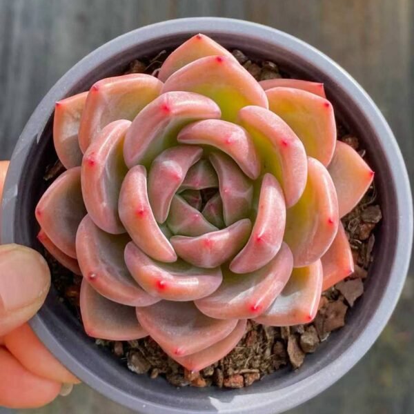 075.Echeveria 'Q Orange