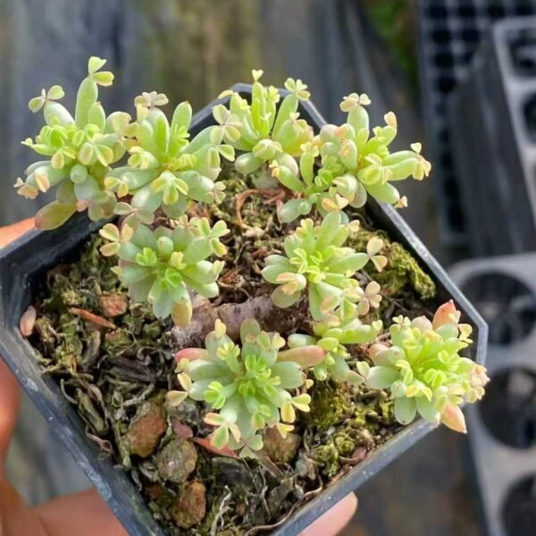 076.Oxalis teneriensis