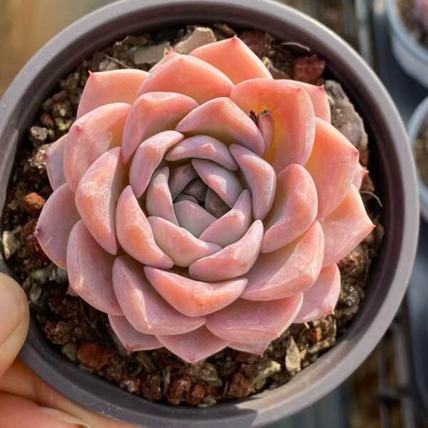 077.Echeveria 'Amazing Grace