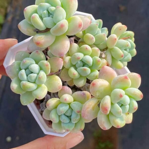 078.Clavatum Stonecrop