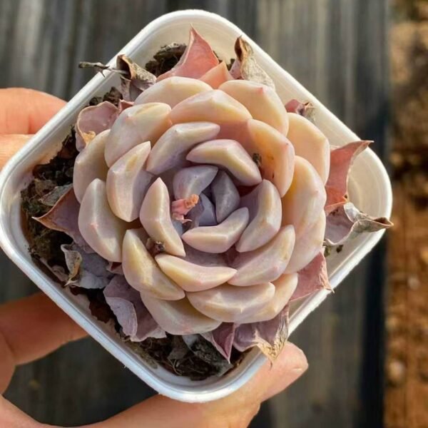 079.Echeveria 'Burger