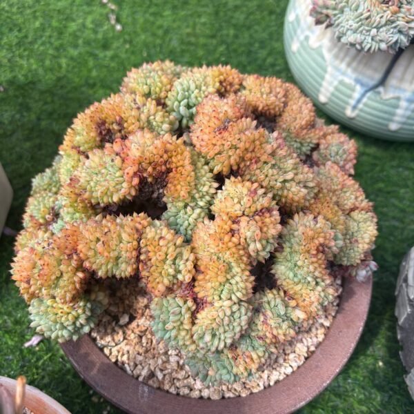 346.Echeveria 'Hani