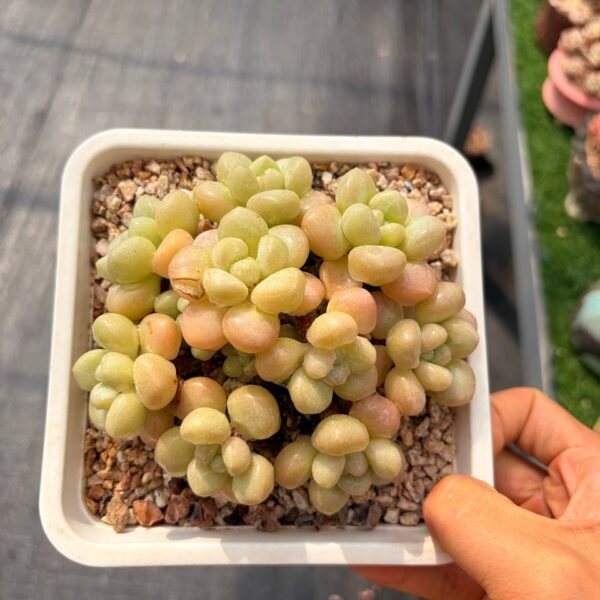 271.xPachyveria 'Bubble Candy'