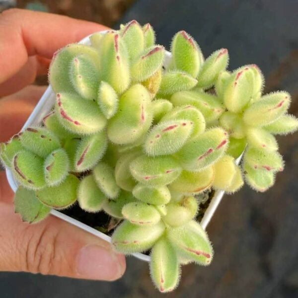 081.Variegated Bear
