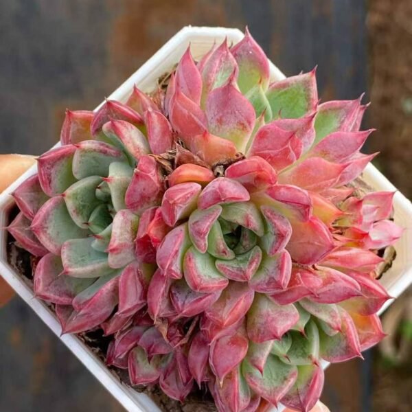 082.Echeveria 'Dark Night