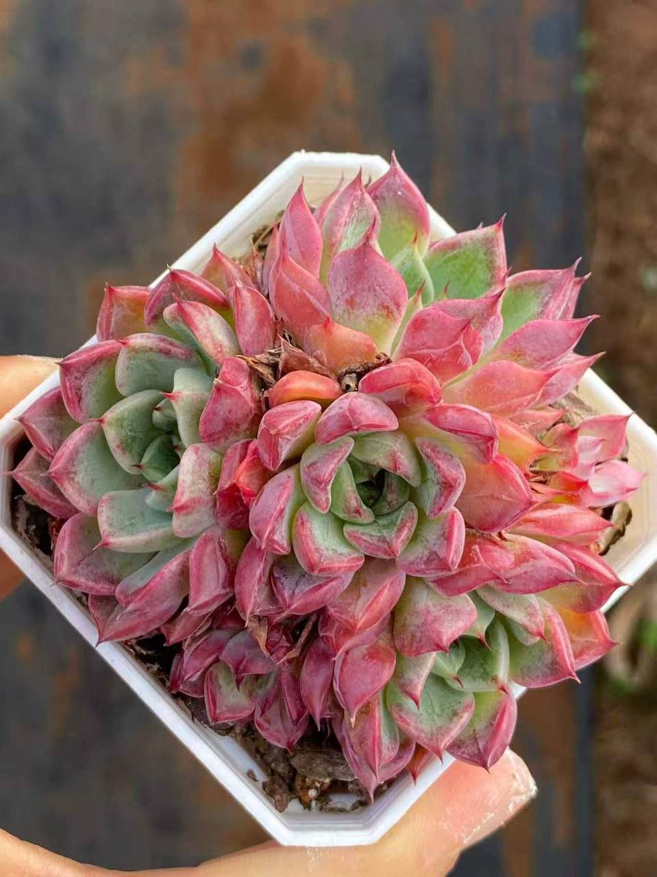 file_326.jpg