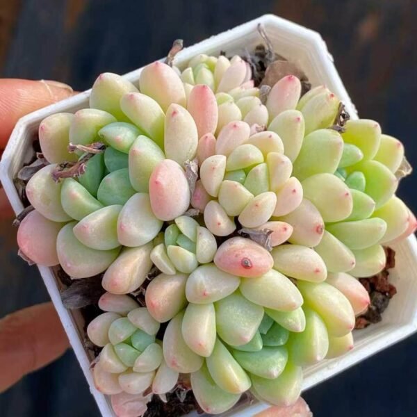 083.Echeveria 'Apparition