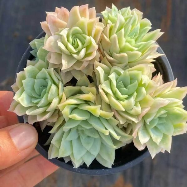 085.cheveria 'Rose Queen Variegated