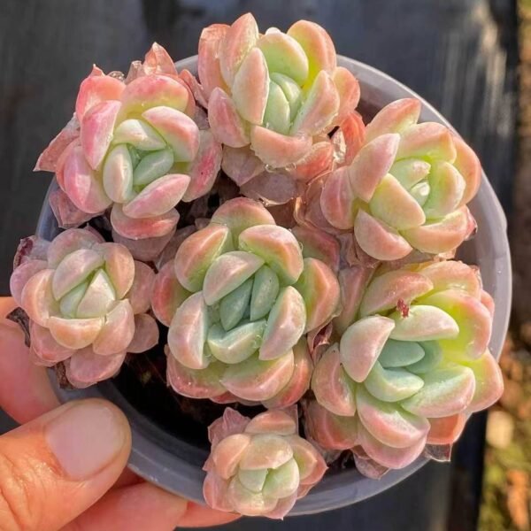 086.Echeveria 'Xuemeiniang