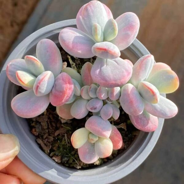 087.Ping Pong Lady Variegated