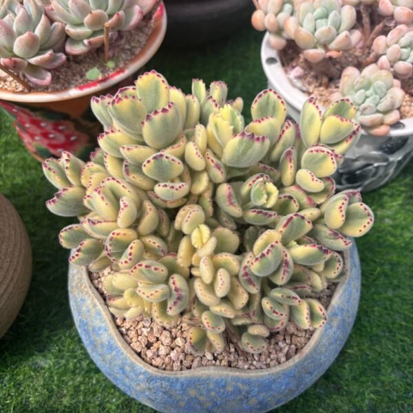 347.Cotyledon tomentosa subsp. ladismithiensis f. variegata