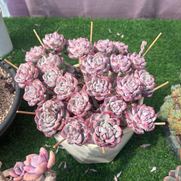 348.Echeveria:‘ Snow Thousand Moutain’