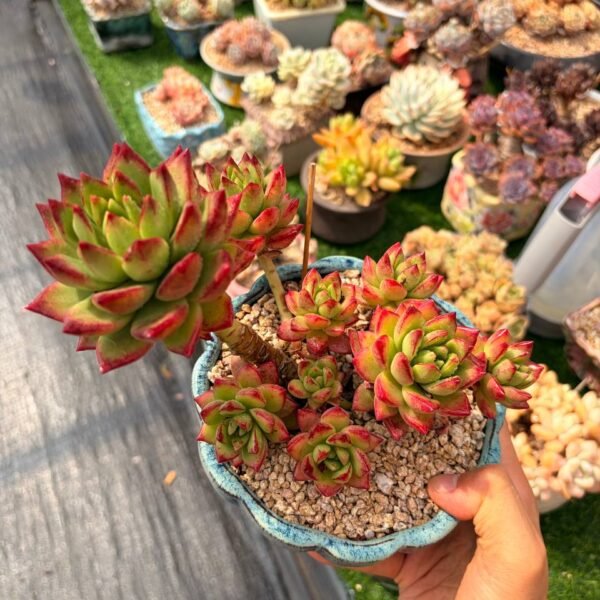 274.Echeveria: ‘Red Velvet’