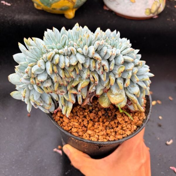 349.Echeveria 'Sang-A'