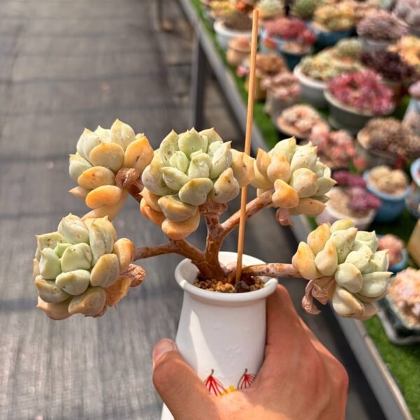 275.Echeveria: ‘Super Creamy’