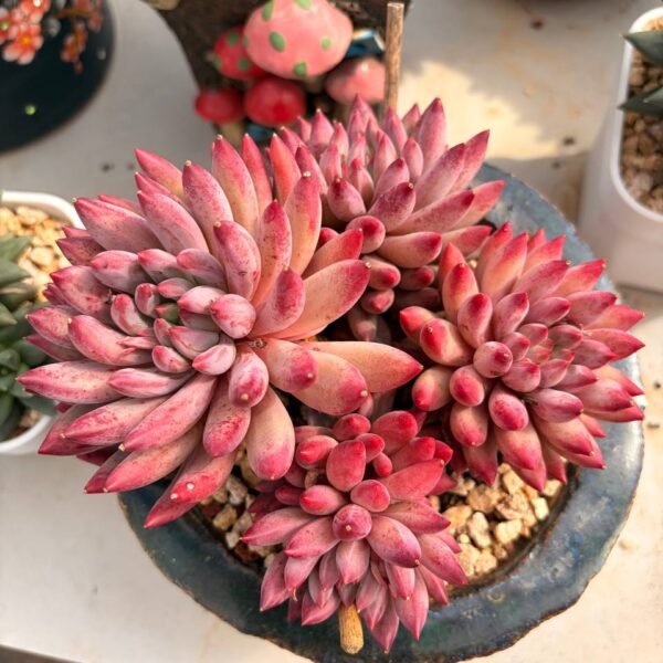 332.Echeveria 'Cherry'