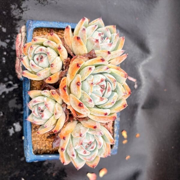 350.Echeveria 'Purple Card'