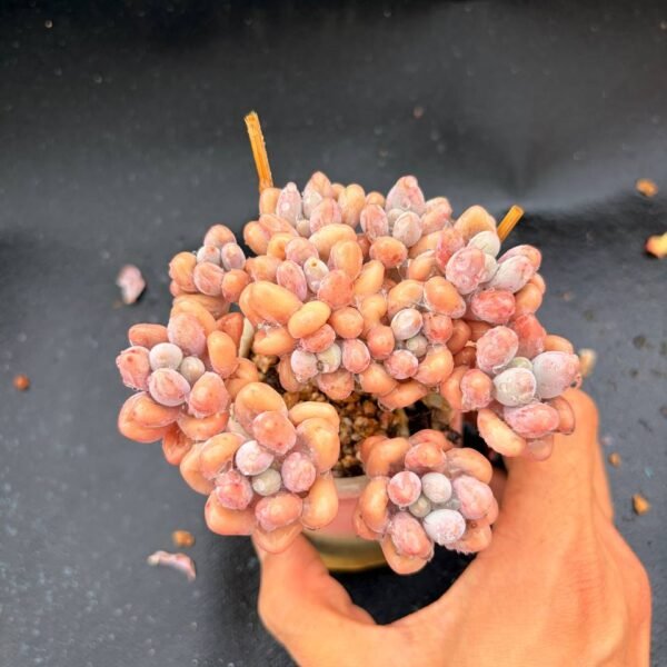 351.Echeveria 'Midori'