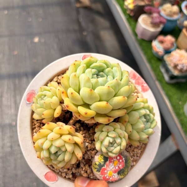 276.Echeveria '白拉糖'