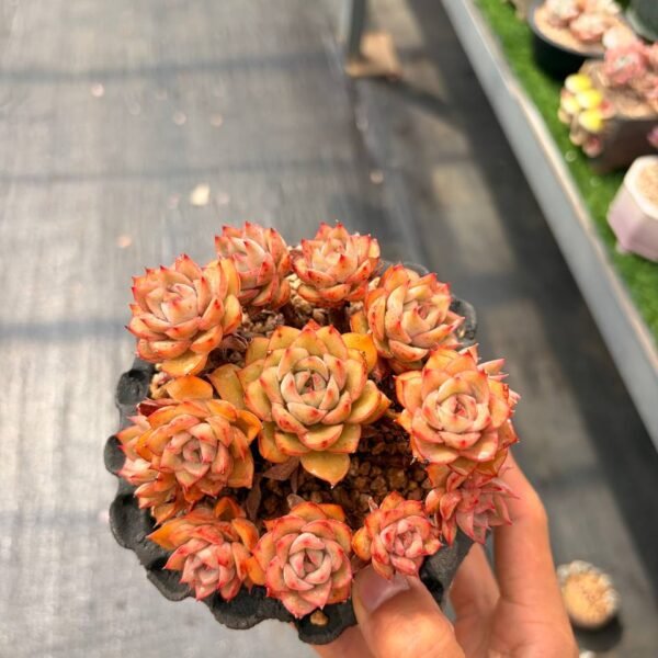 277.Echeveria '奇迹'