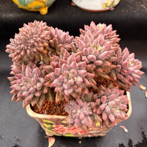 352.Echeveria 'Crystal Ball'