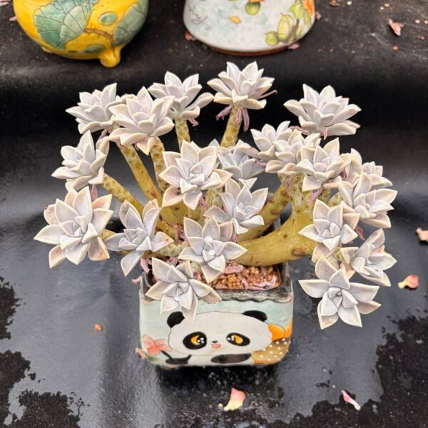 352.Graptopetalum 'Purple Haze'