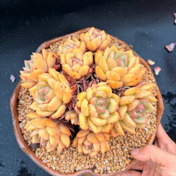 353.Echeveria 'Champagne'