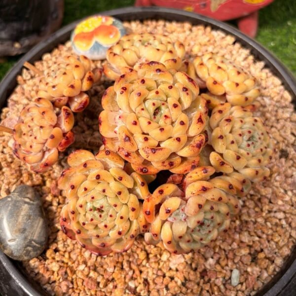 280.Pachyphytum compactum