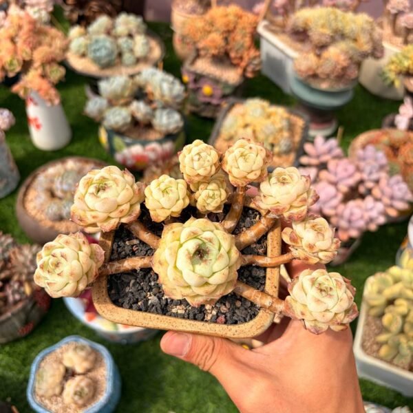 281.Haworthia cooperi